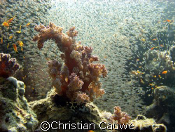 glassfish, dahab, umsid by Christian Cauwe 
